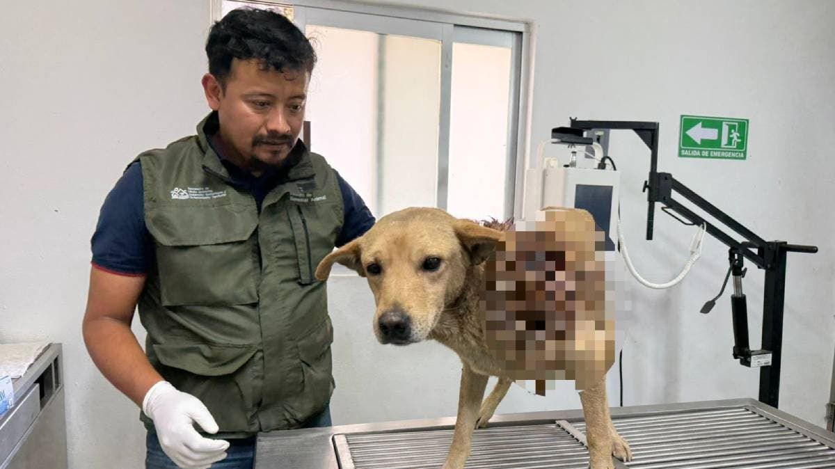 Indignación en Puebla: perro sufre graves quemaduras por pirotecnia en Tepatlaxco de Hidalgo