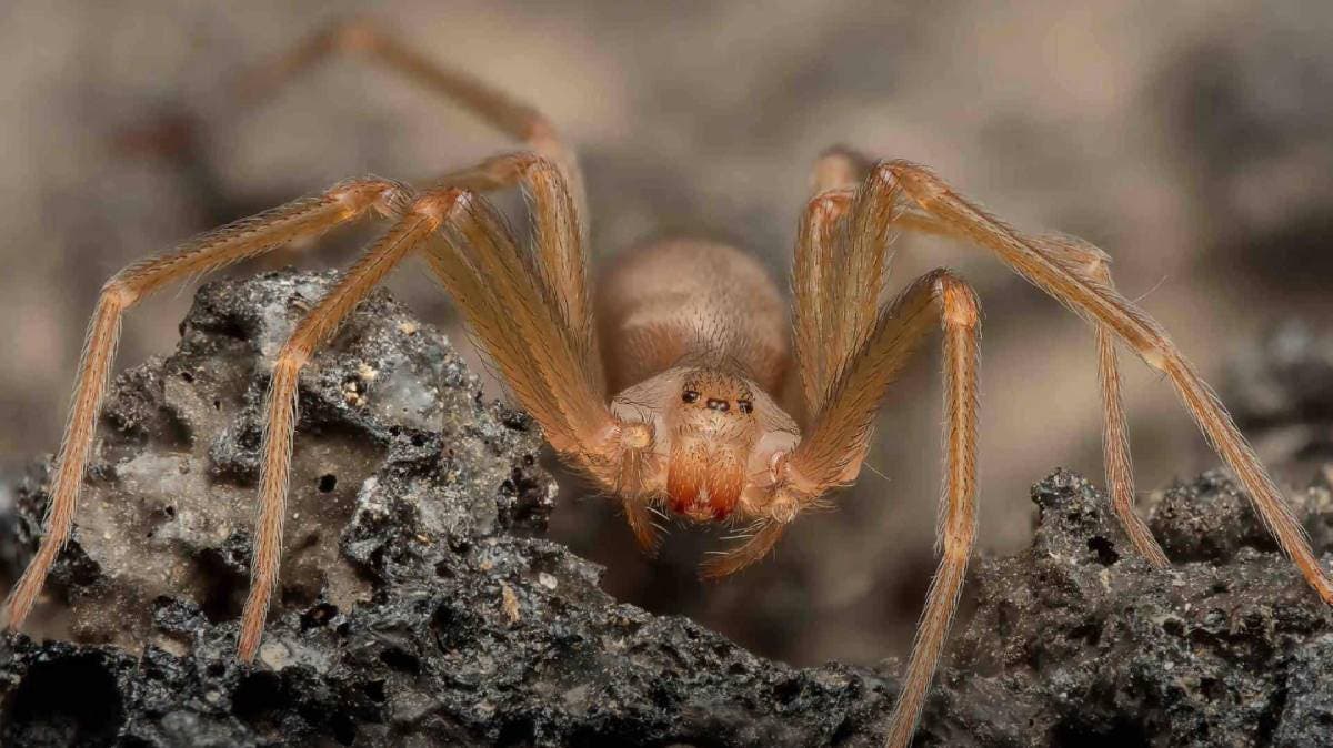 Alerta en Puebla: La araña violinista deja su marca y el miedo crece