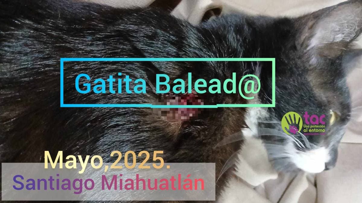 Disparan contra una gatita en Puebla y la policía se niega a intervenir: la dejaron a su suerte