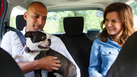 ¡Buenas noticias en Puebla! Uber lanza servicio Pet: ahora podrás viajar con tu lomito sin complicaciones