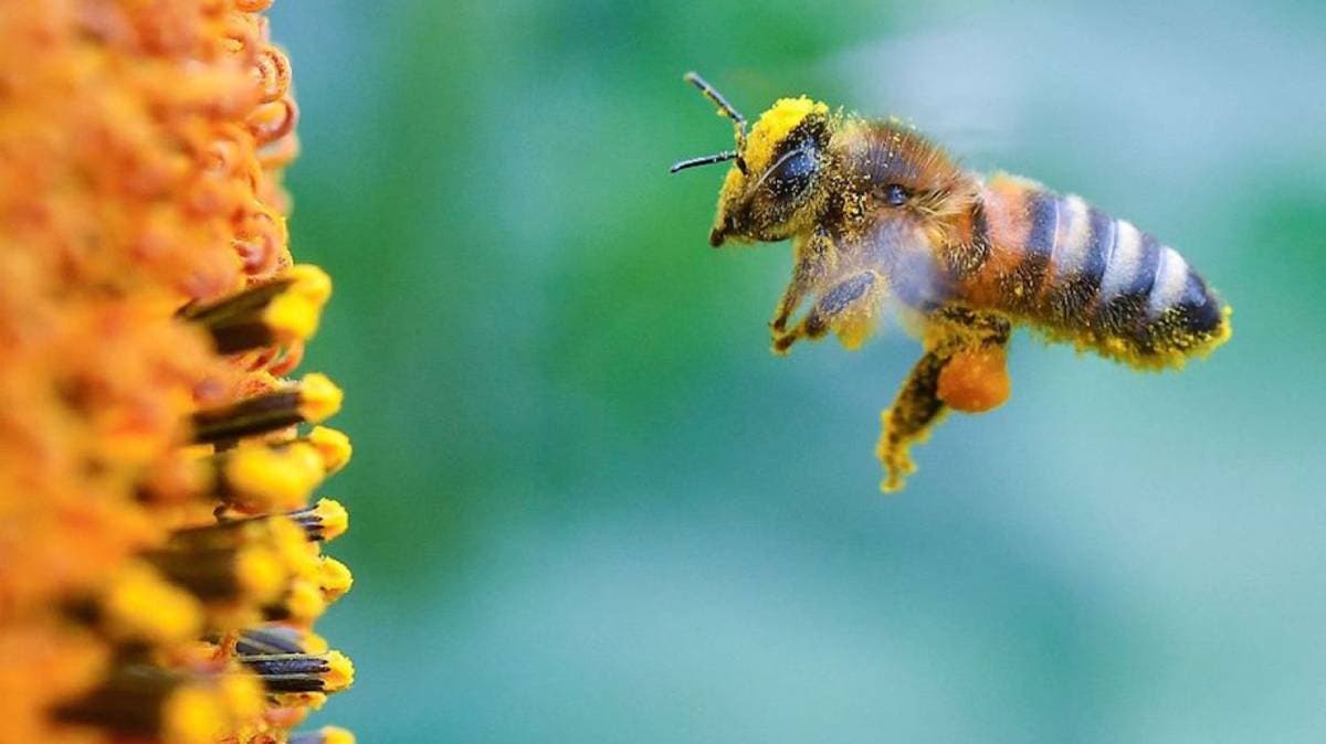 ¡Ataque inesperado! Enjambre de abejas desata el caos en calles de Puebla; varias personas fueron atacadas