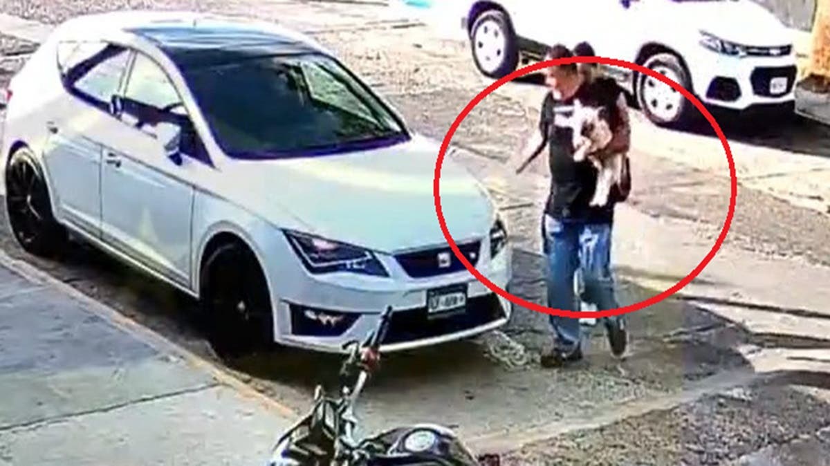 ¡Indignante! Pareja roba perro de raza y escapa en auto blanco; dueños suplican ayuda