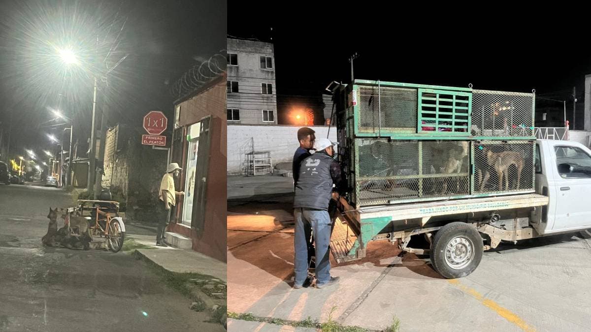 Siete lomitos rescatados en Cholula tras denuncia viral: estaban atados a un triciclo