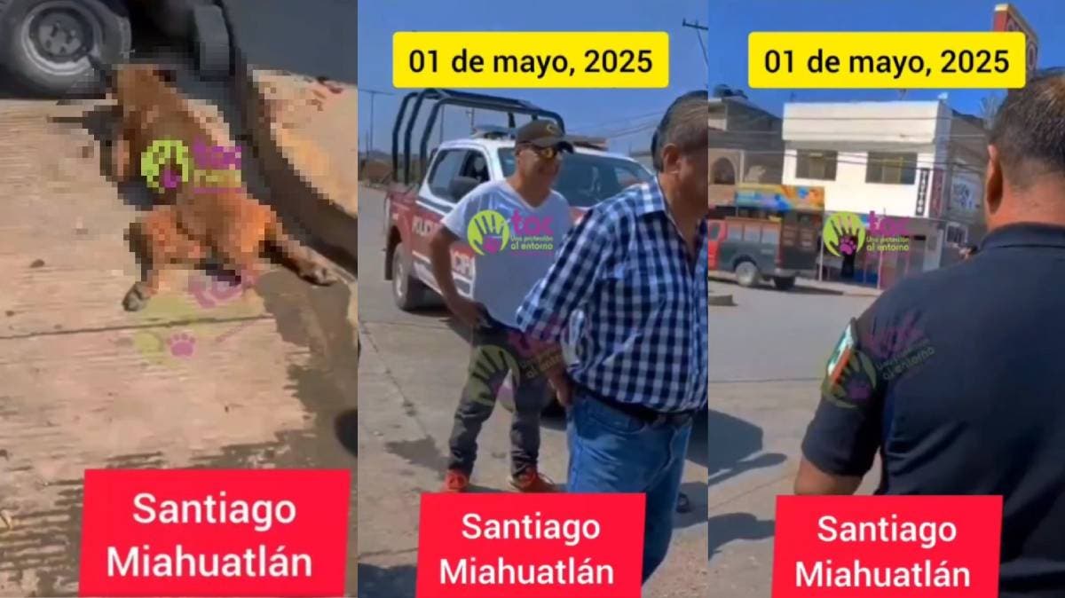 Patrulla en Santiago Miahuatlán atropella a dos perritos y huye: testigos denuncian crueldad y abandono