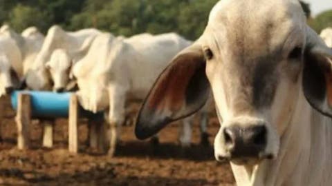 EE.UU. Suspende la Importación de Ganado Mexicano: Alarma Binacional por el Gusano Barrenador