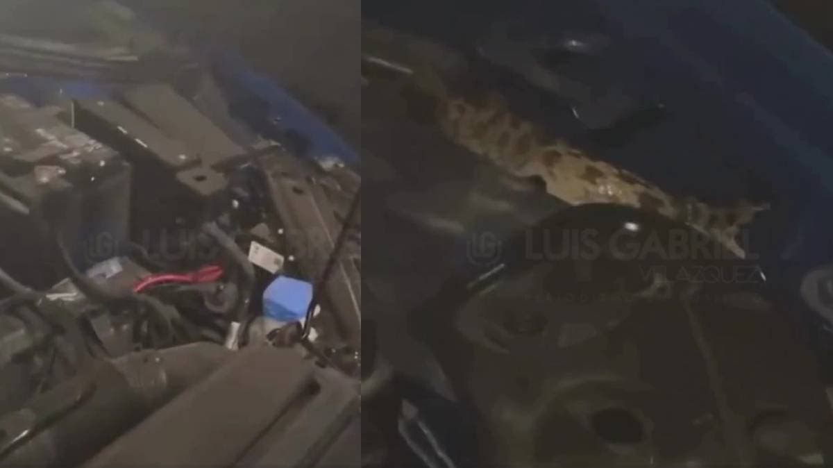 Terror bajo el cofre: hombre halla dos serpientes vivas en su auto en Lomas de Angelópolis, Puebla