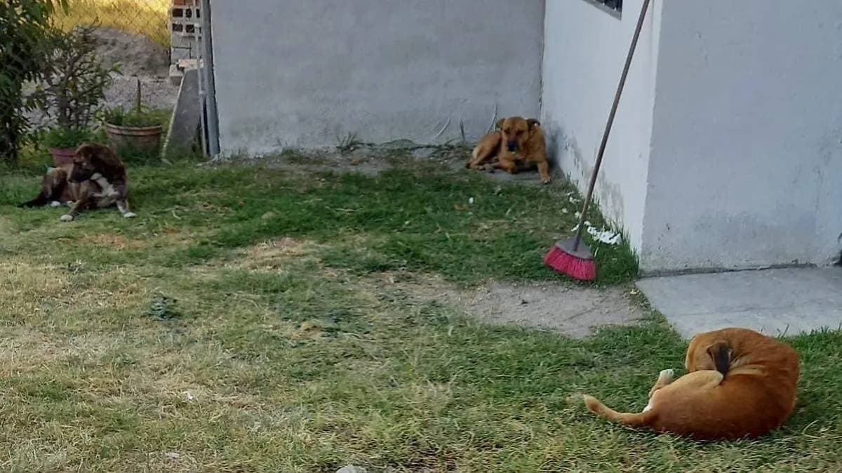 Intentan quemar vivos a tres perritos en Puebla; vecino los rescata y es amenazado de muerte
