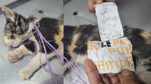 La gatita que sobrevivió al odio: brutal caso de crueldad animal sacude a Xicotepec”
