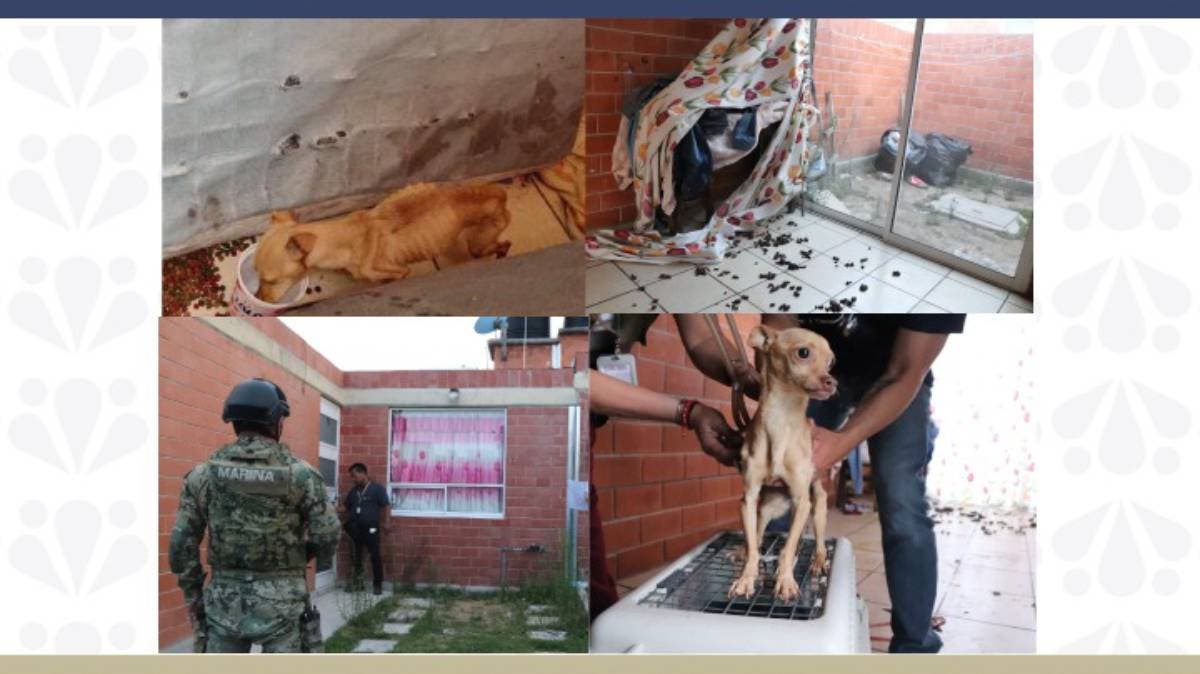 Histórico en Puebla: Fiscalía realiza su primer cateo por maltrato animal y rescata a perrito en abandono total