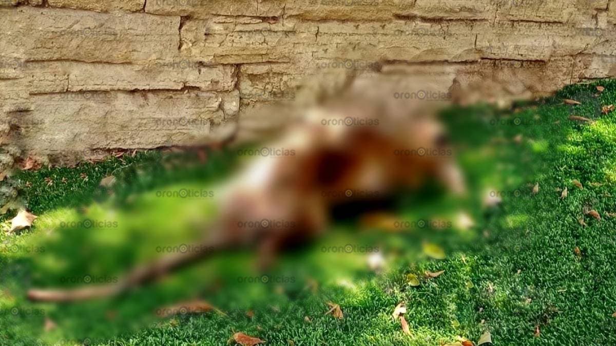 Crueldad en San Martín Texmelucan: queman vivo a un tlacuache preñado y despiertan la indignación colectiva