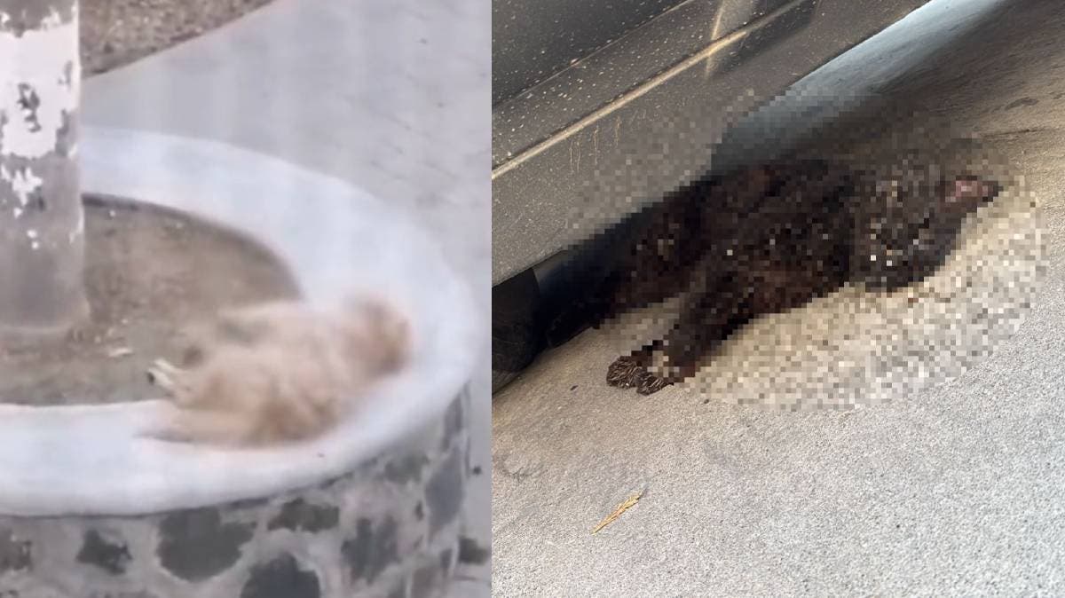 Terror en San Juan Tianguismanalco: Aparecen envenenados más de 10 perros y gatos; vecinos exigen justicia y protección animal