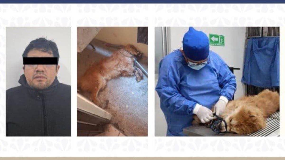 Vinculan a proceso a sujeto por brutal asesinato de ‘Chon’, un perrito en Puebla: la justicia por fin habla por quienes no tienen voz