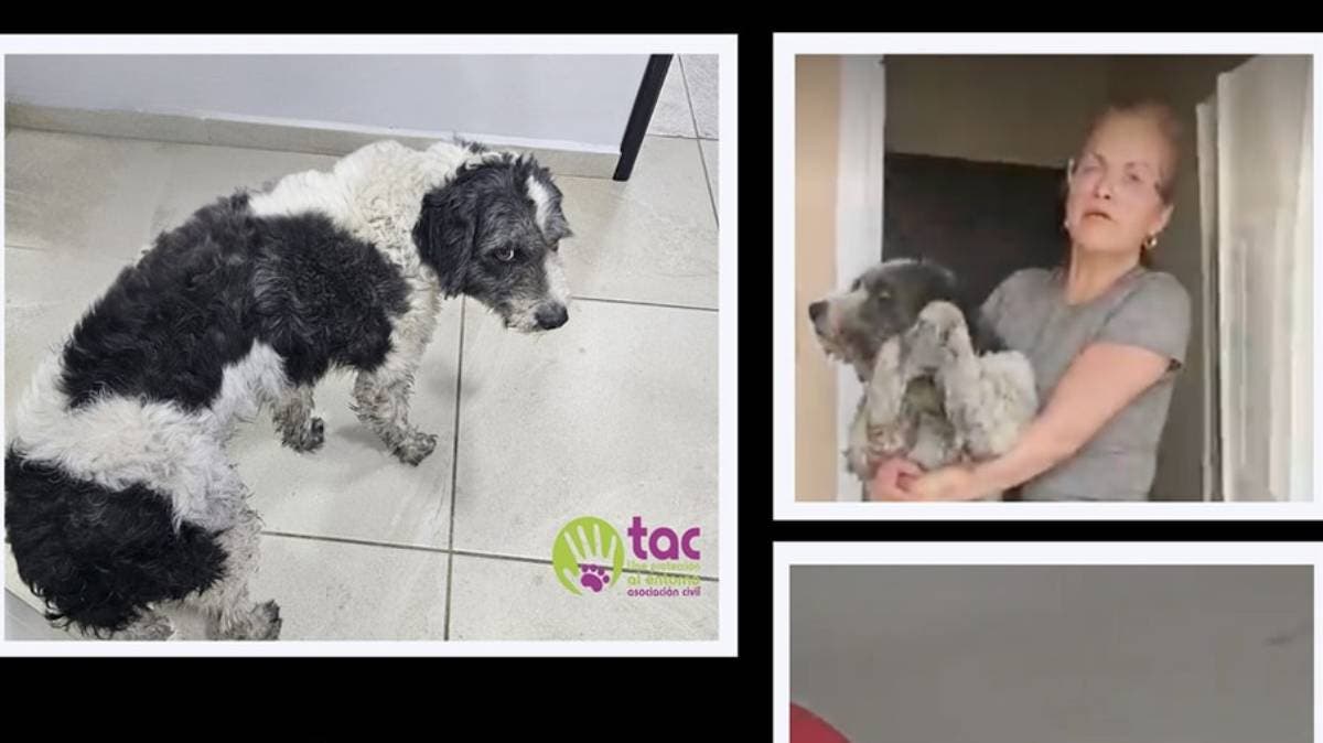 Tensión, violencia y esperanza: TAC lidera rescate animal tras ataque vinculado a agresores de joven frutero