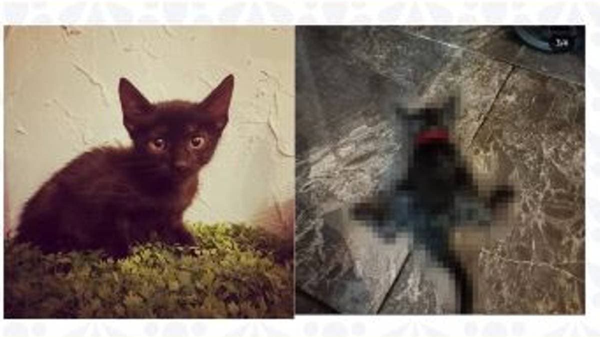 Peluchita: el caso que sacudió Huauchinango y exige justicia para los animales