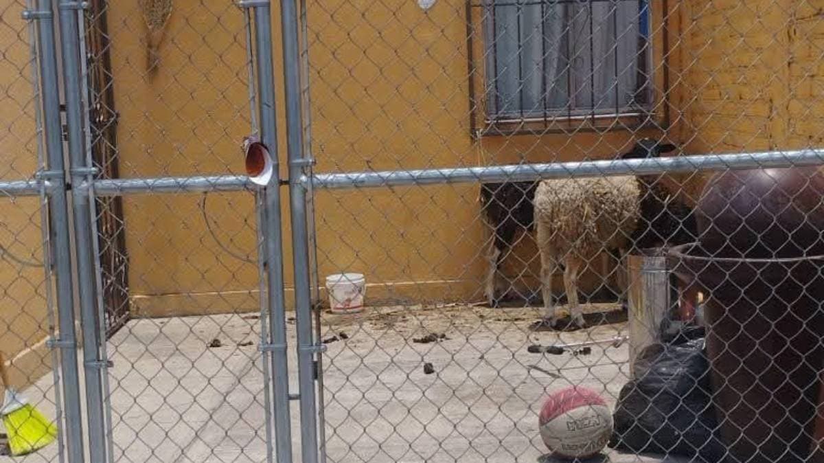 Alarma en Infonavit Loma: Borregos bajo el sol enfrentan abandono en patio de edificio 6