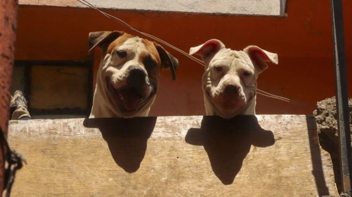 ¡Lo atacaron sus propios pitbulls! Hombre usaba a 6 perros para peleas clandestinas