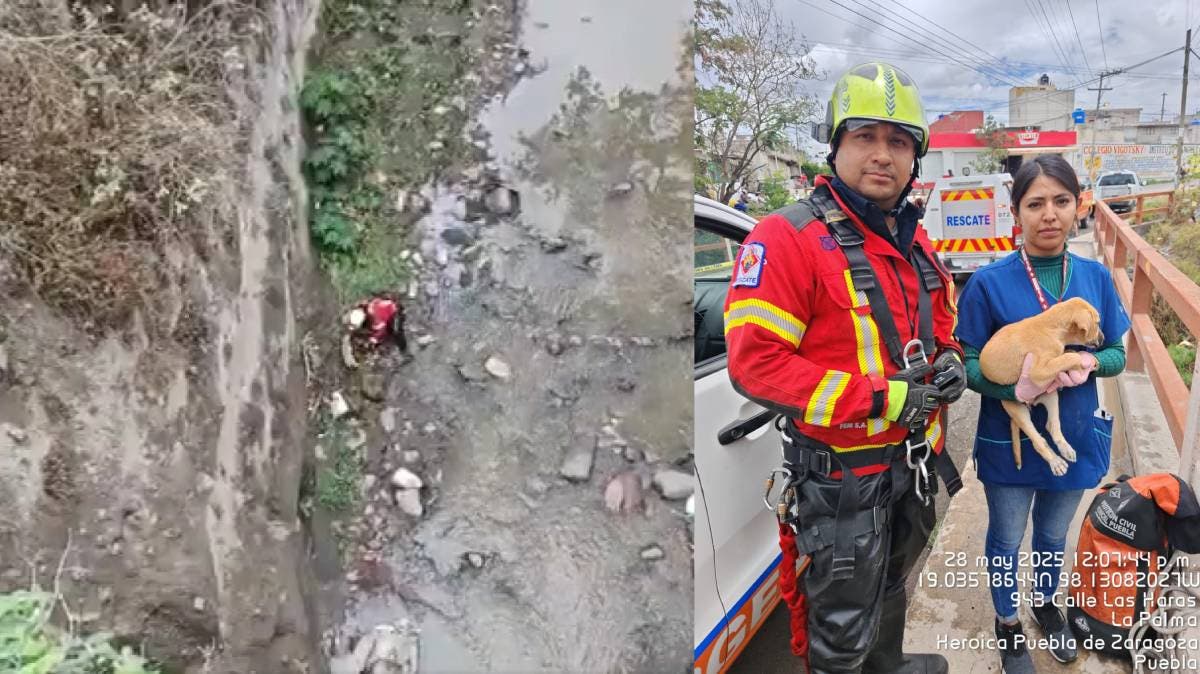 Héroes de Cuatro Patas: Rescatan a Perrito Atrapado en el Puente Rojo de Flor del Bosque