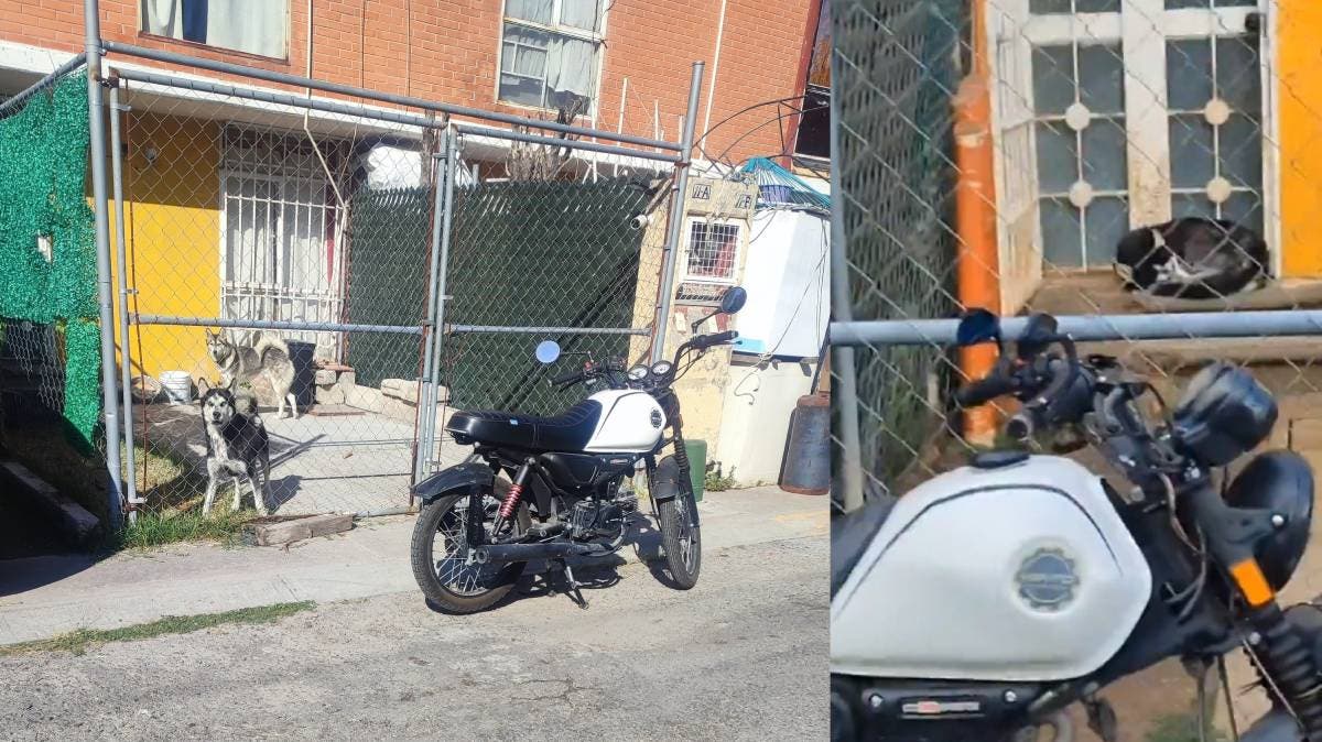 Crueldad ignorada en Puebla: Husky sobrevive bajo la lluvia sin refugio pese a denuncia desde enero; autoridades no actúan