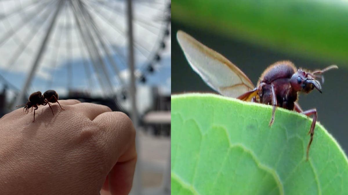 ¡Invaden las chicatanas! Hormigas aladas aparecen en Puebla tras las lluvias