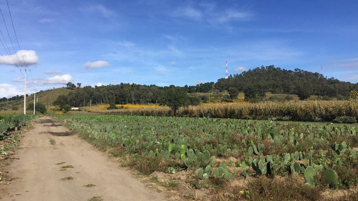 Terror al amanecer en el Cerro Zapotecas: Dos mujeres denuncian ataques de un presunto agresor en Cholula