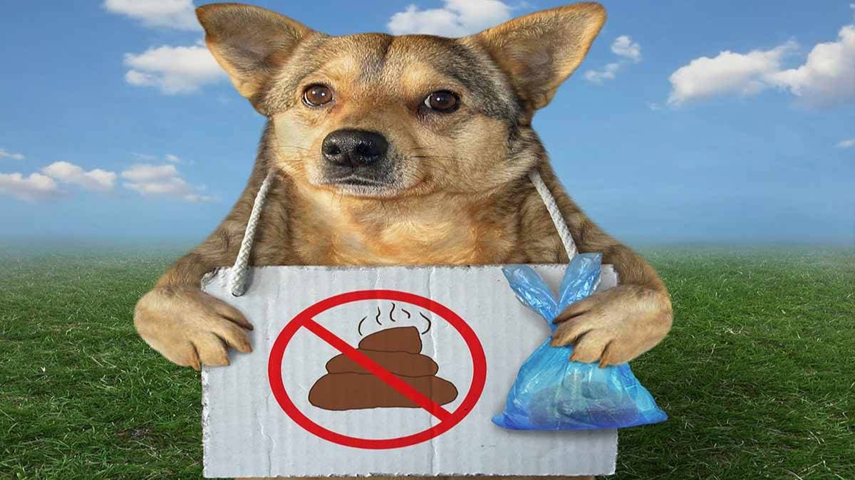 Lo golpearon por “no recoger las heces del perro”… pero el video muestra que sí lo hizo