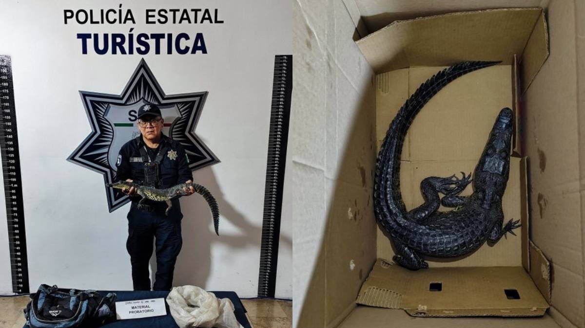 “Cocodrilo en Mochila”: El Inesperado Hallazgo que Sorprendió al Zócalo de Puebla