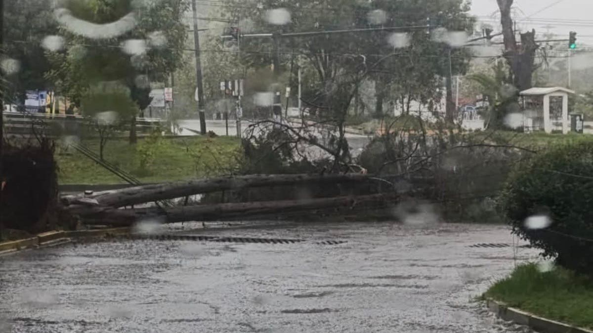 Tormenta azota Puebla: Aguacero derriba árboles y causa caos vial en distintos puntos de la ciudad