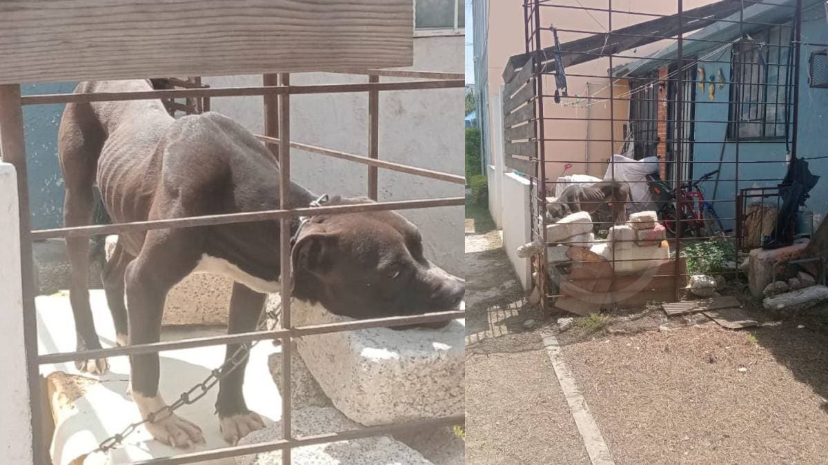Indignante maltrato en Puebla: Amarran a perrito sin agua ni techo entre bloques de cemento en Lares de San Alfonso