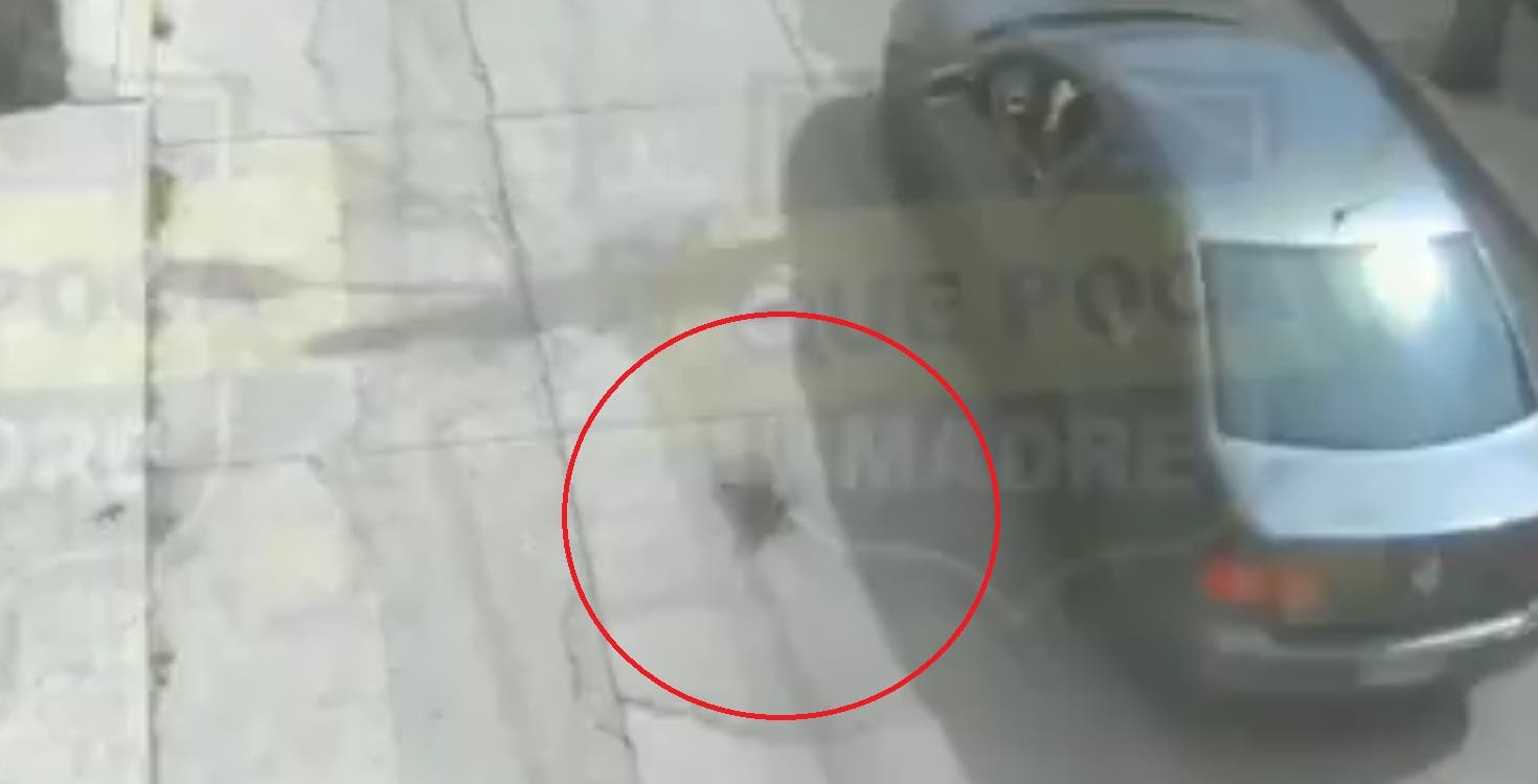 VIDEO Captan a Jetta gris abandonando a un gatito en plena calle