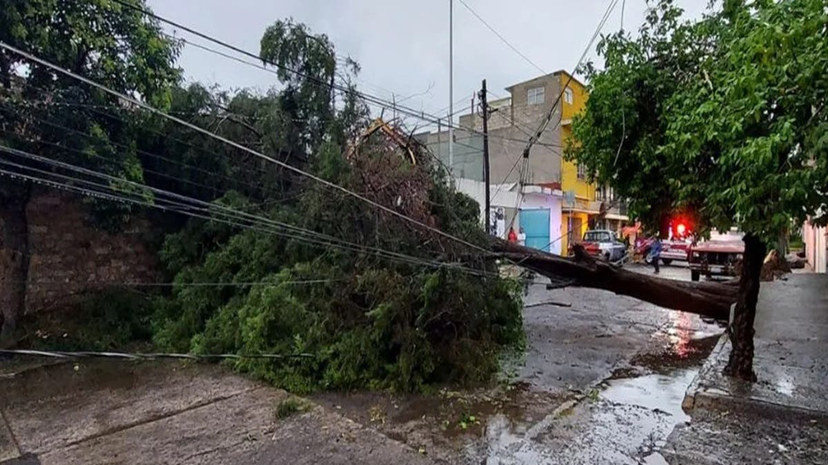 Abuelito muere aplastado por árbol al cubrirse de la lluvia