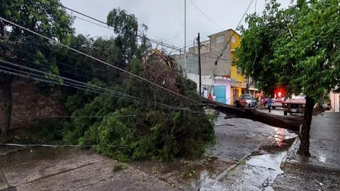 Abuelito muere aplastado por árbol al cubrirse de la lluvia