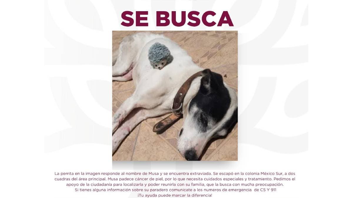 Indignación en Tehuacán: perrita enferma fue ‘rescatada’ por la perrera… y ahora está desaparecida