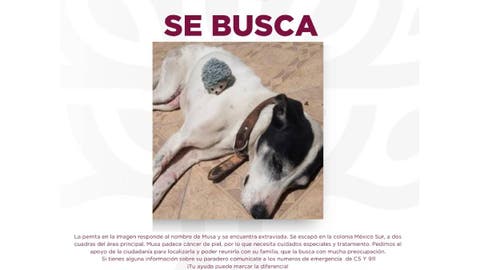 Indignación en Tehuacán: perrita enferma fue ‘rescatada’ por la perrera… y ahora está desaparecida