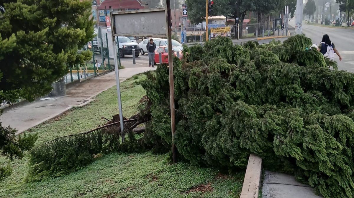 ¡Caos en Plaza San Diego! Árboles caídos bloquean banquetas y ponen en riesgo a peatones