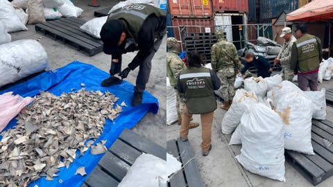 Profepa y Marina frenan tráfico ilegal de aletas de tiburón en Ensenada: más de 2 toneladas iban rumbo a China