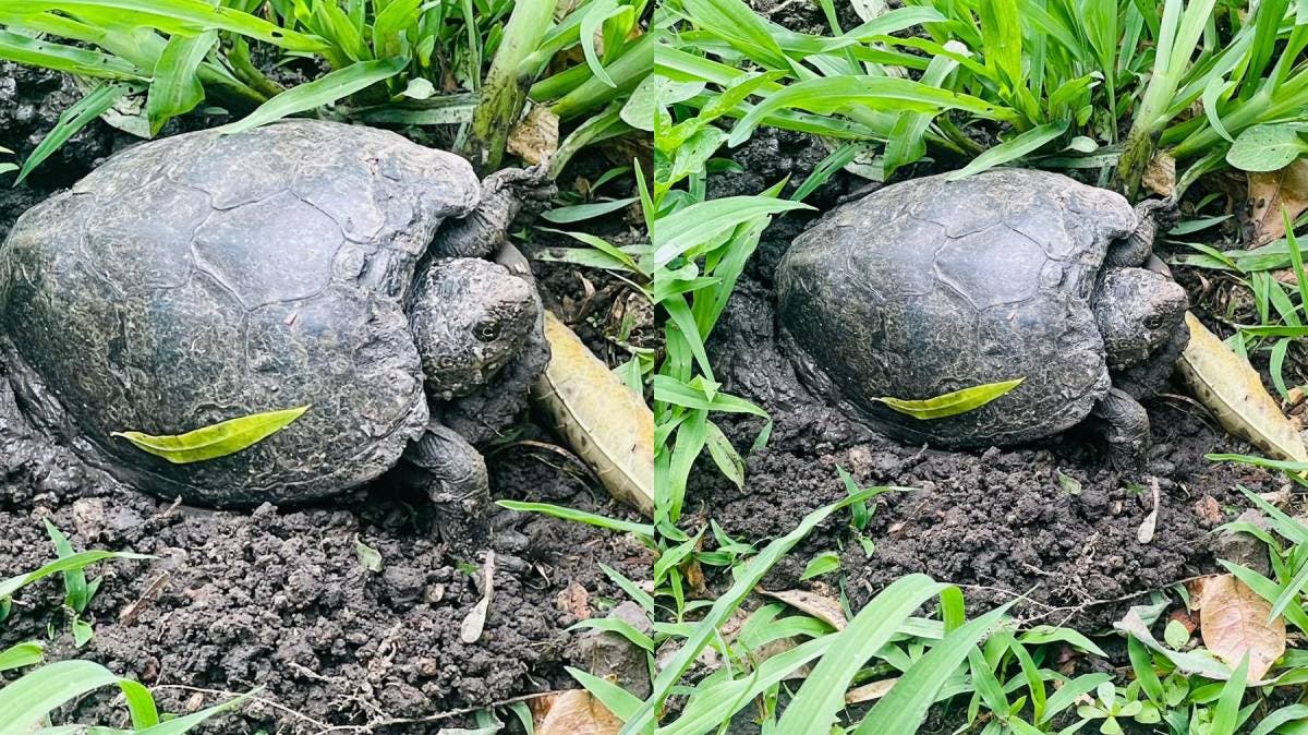 ¡Regreso con esperanza! Aparecen tortugas en la Laguna de Chapulco y comienza su ritual de desove