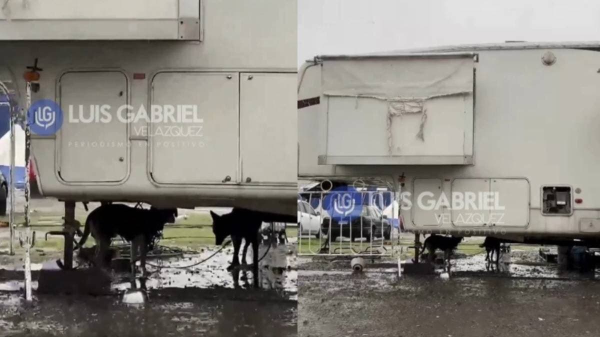 Atados al sufrimiento: denuncian maltrato animal en circo de Puebla; perros encadenados sin resguardo bajo caja de tráiler