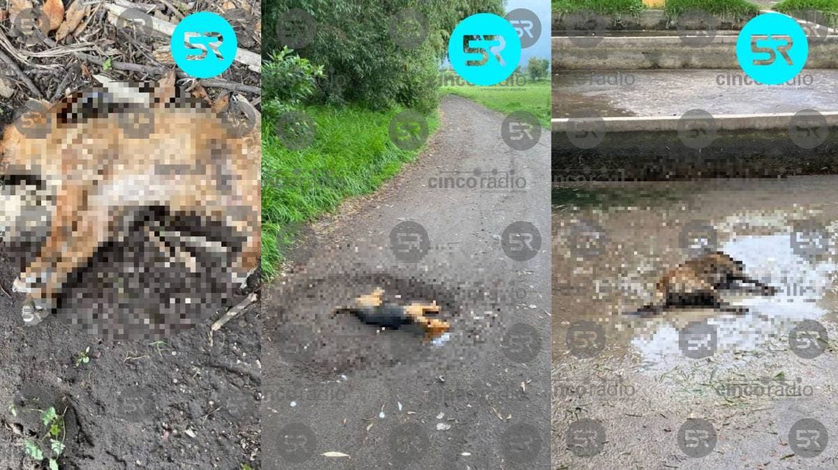 Crueldad en San Martín Texmelucan: envenenan a perros y gatos en plena calle, exigen justicia animal