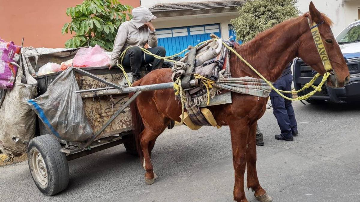 Justicia por los que no pueden hablar: Juez prohíbe uso de caballos para recolección de basura en San Martín Texmelucan