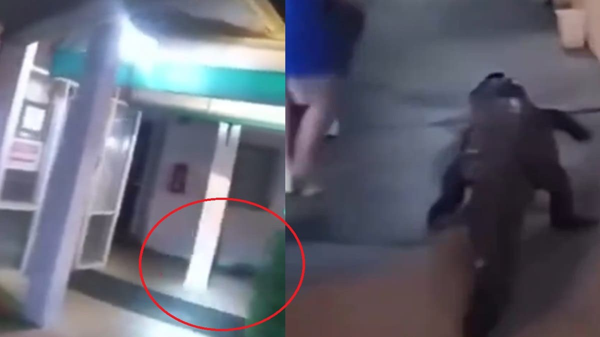 VIDEO De huésped a reptil: caimán aparece en habitación de hotel