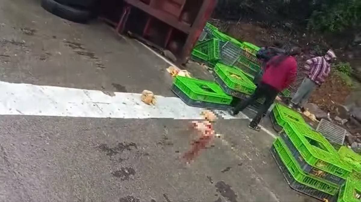 Caos, rapiña y volcadura: tráiler con pollos colapsa la Puebla-Orizaba en las Cumbres de Maltrata