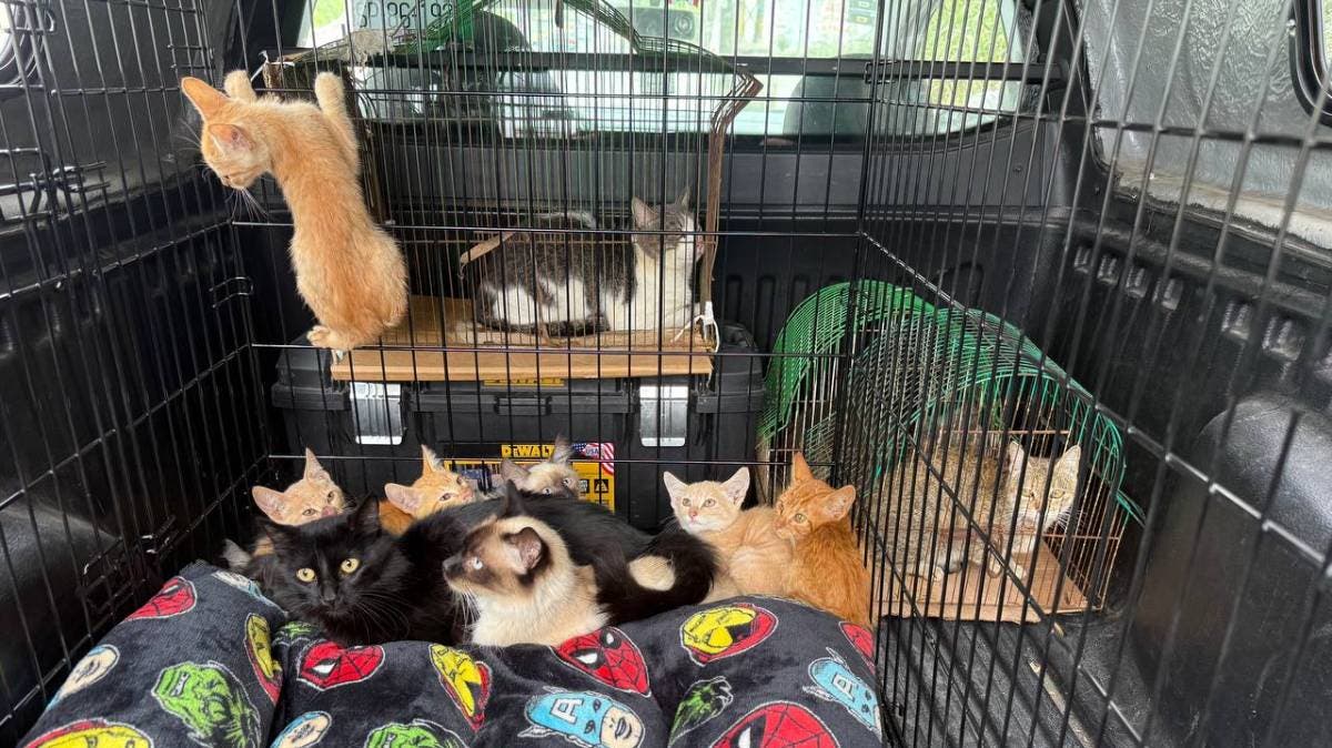 Rescatan a 18 gatos en condiciones críticas en San Pablo Xochimehuacan; recibían nula atención médica