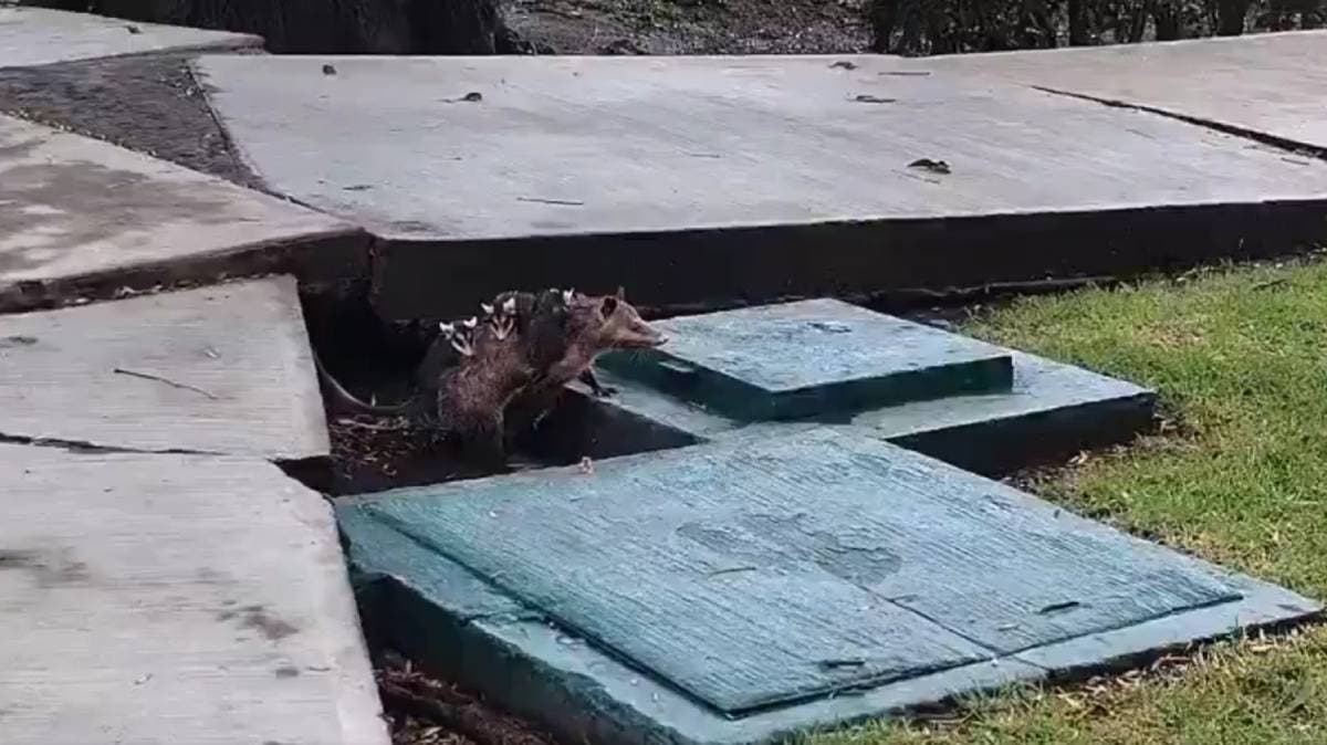 “Los habitantes secretos del campus”: Tlacuaches sorprenden en la UDLAP y conquistan redes