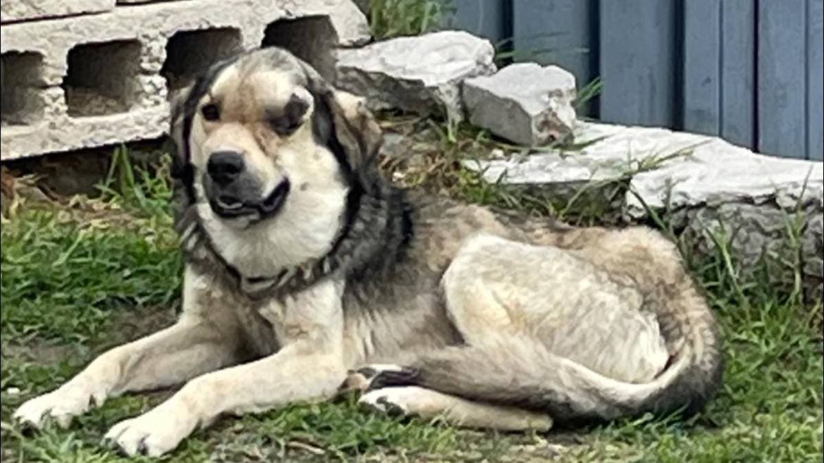 “Silencio que sangra”: Denuncian abandono de perrito con tumor en Puebla; vecinos claman por ayuda