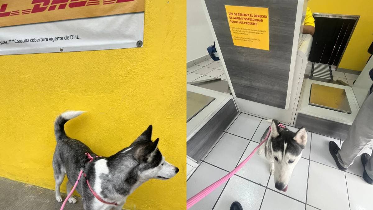 “Nova y el día que conquistó DHL”: un husky, una historia de empatía y una lección para la sociedad