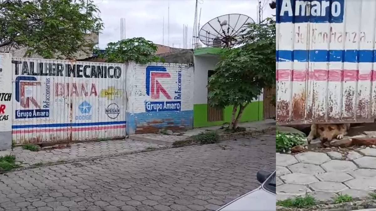 Abandonan a seis perros en taller de Tehuacán; dos murieron y los demás luchan por sobrevivir