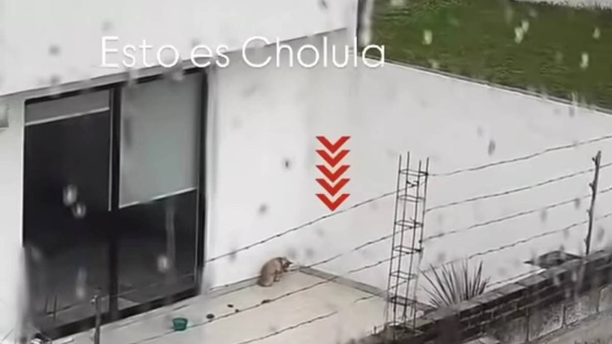 Denuncian a perro viviendo en azotea sin refugio en San Andrés Cholula: lluvia, sol y abandono tras un muro