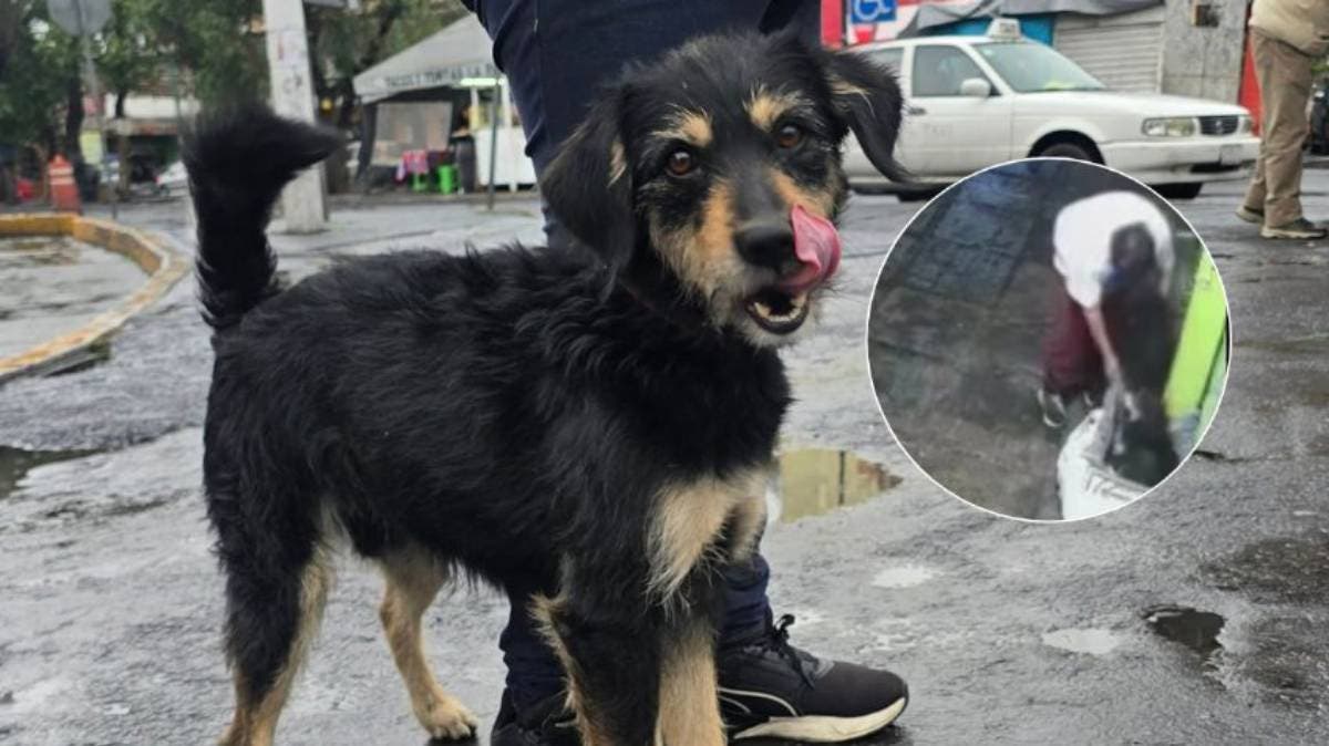 Blacky, el perrito al que le robaron su cobija en Iztapalapa, ya tiene un hogar lleno de amor