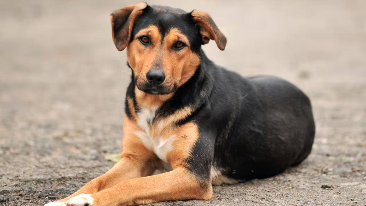 Envenenan a tres perros callejeros en colonia 3 de Mayo, Puebla