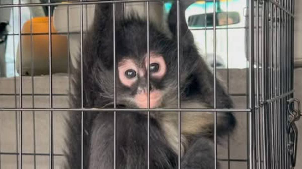 Mono araña sorprende a vecinos en Puebla; fue rescatado tras brincar por los techos en Arboledas de Loma Bella